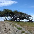 Flag tree, Ushuaia, Province of Tierra del Fuego