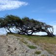 Árbol Bandera, Ushuaia, Provincia de Tierra del Fuego