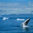 Southern Right Whale, Antarctica