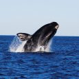 Southern Right Whale, Puerto Madryn, Province of Chubut