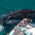 Ballena Franca Austral y ballenato, Puerto Madryn, Provincia de Chubut