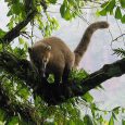 Coatí en Cataratas del Iguazú, Provincia de Misiones