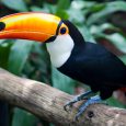 Iguazú Falls toucan, Province of Misiones