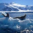 Lobos marinos, Antártida Argentina