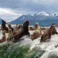 Sea Lions, Ushuaia, Province of Tierra del Fuego