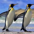 Emperor penguins, Antarctica