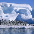 Emperor penguins, Antarctica