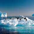 Emperor penguins, Antarctica