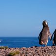 Pingüinos de Magallanes, Puerto Madryn, Provincia de Chubut