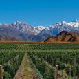 Vineyard, Province of Mendoza