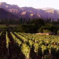 Vineyard, Province of Salta